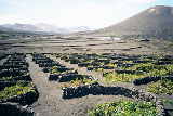 Weinbau in La Geria von AnTu / puiblic domain Weinbau in La Geria von AnTu / puiblic domain